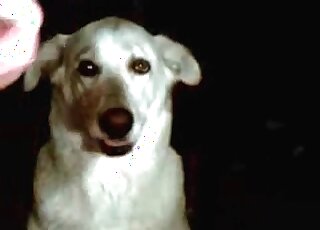 Dude trained his dog how to suck his cock in a zoophilia scene
