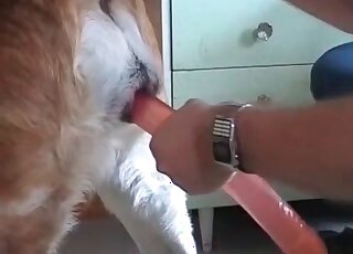 Zoophile guy jerks off pink cock of his dog in a XXX zoo sex video