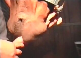 Bestiality addicted guy stuffs mouth of a horse with his hairy cock