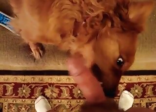 可愛的狗狗舔舐變態男人的陰莖，讓他無比愉悅