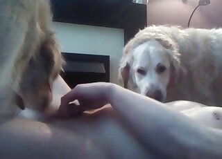 變態男子教他的狗吸他的陰莖以獲得快感