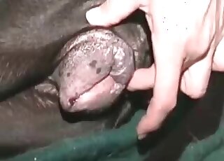 Zoo seex obsessed guy drills his dog’s deep hole without hesitation