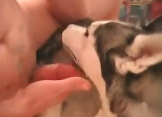 Zoophile smashes pussy of his female dog and enjoys it immensely