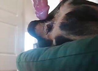 Awesome zoophile dude makes his dog experience the craziest bang