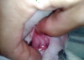 Dude takes a video of his hairy cock moving slowly in dog’s pussy