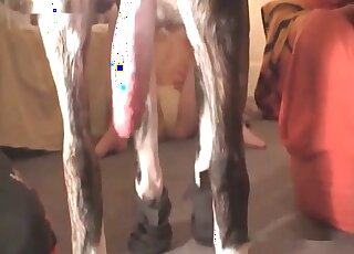 紅髮妻子喜歡被她的狗以狗式姿勢猛操。