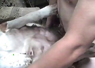 男子將勃起的陰莖插入狗的體內，並以傳教士體位進行性交。