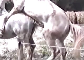 Outdoor sex tape showing white horses enjoying each other for real