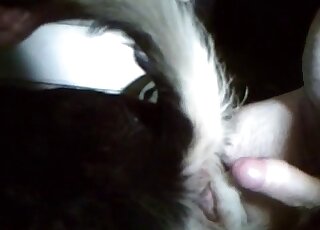 令人震驚的獸交場景，一個男人從後面深深地操了一隻狗。