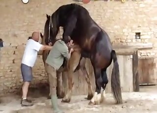 Black stallion is sure to make the brown mare cum in this zoo porno