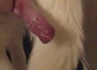 Confident zoophile jerking a dog's cock in a taboo POV porn video