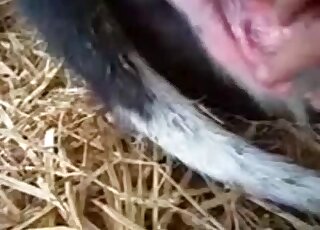 在一段火辣的特寫XXX影片中玩弄動物的陰部