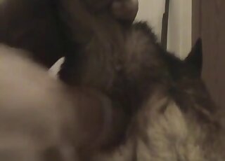 這群人兒忍不住用他最愛的假陽具玩具操狗的屄