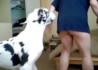 一隻長著大雞巴的達爾馬提亞犬正在猛操這男人的翹臀