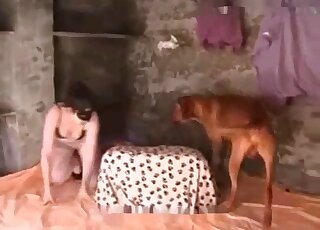 Attractive brunette with sexy legs is going to fuck brown dog here