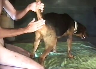 Lanky dude with a hard cock is happily fucking a mutt from behind